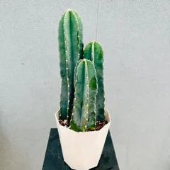 2025年最新】柱サボテン 棘なしの人気アイテム - メルカリ