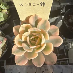 古都の葉さん　小桃いろは　札付き　メルカリ便 値下げ！！古都の葉小桃いろは 札つき！！ - メルカリ