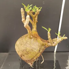 2025年最新】ベアルート グラキリスの人気アイテム - メルカリ