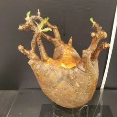 発根済 丸型 グラキリス 塊根 抜苗 グラキ 現地球 発根済 丸