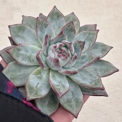 ソングフォーユー song for you エケベリア 多肉植物 韓国苗 2025新