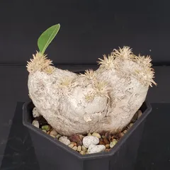 ク6647 「現地株】パキポディウム 恵比寿笑い 大 抜き苗【2/11最新到着