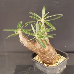 2025年最新】カクチペス 現地の人気アイテム - メルカリ