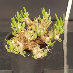 2025年最新】万物 チレコドンの人気アイテム - メルカリ