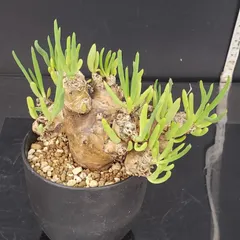 【セール】チレコドン　レティキュラータス　No.003　鉢、送料込　メルカリ便 チレコドン レティキュラータス（万物想） | Hanayoshi