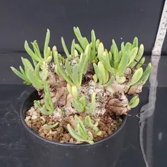 【セール】チレコドン　レティキュラータス　No.003　鉢、送料込　メルカリ便 2025年最新】チレコドンの人気アイテム - メルカリ