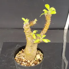 2025年最新】マカイエンセ現地球の人気アイテム - メルカリ