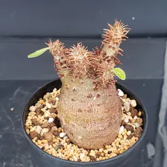 パキポディウム マカイエンセ 現地球 特大株 塊根植物 ビザールプランツ 観葉植物/パキポディウム：マカイエンセ （魔界玉）（発根済み