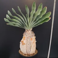 ブーファン　ハエマンソイデス　実生 C ブーファン・ハエマンソイデス（Boophane haemanthoides