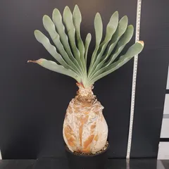 2025年最新】ブーファン ハエマンソイデス 実生の人気アイテム