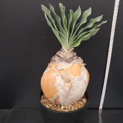 【発根済・現地球・良型】ブーファン・ハエマンソイデス ブーファン ハエマンソイデス 現地球 発根済 - メルカリ