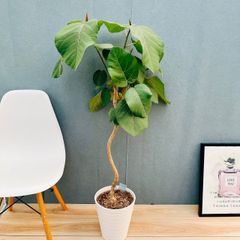 現品］20番 カシワバゴムの木 フィカス リラータ ストレート 8号