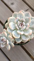 2025年最新】モンロー錦の人気アイテム - メルカリ