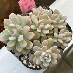 2025年最新】ぼのぼのさん苗の人気アイテム - メルカリ