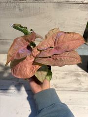 シンゴニウム　ネオン　① 3.5号　鉢底から約20cm 10月29日撮影現品　豊中市より出品　まとめて依頼歓迎