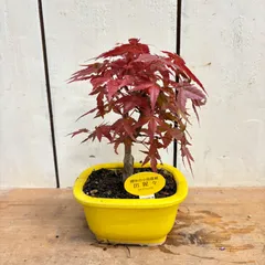 2025年最新】ミニ盆栽 楓 カエデの人気アイテム - メルカリ