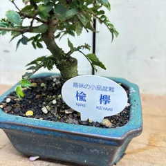 2025年最新】楡欅盆栽の人気アイテム - メルカリ