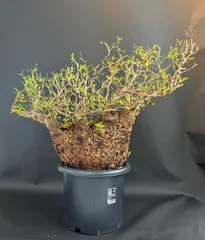 bon 【ベアルート芽吹きあり未発根】オペルクリカリアパキプス 芽吹き