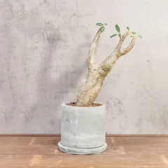 2025年最新】パキポディウム マカイエンセの人気アイテム - メルカリ