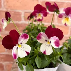 2026年最新】ビオラ パンジー苗の人気アイテム - メルカリ