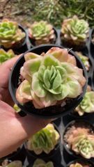 -*-様 B1528-2×20苗ピンクウィッチ抜き苗 多肉植物 エケベリア サボ 様 B1528-2×20苗ピンクウィッチ抜き苗 多肉植物 エケベリア サボ