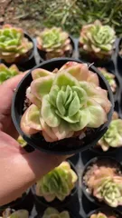 ✨ローズアイスプラム✨ ランダム配送 カット苗 寄せ植え 多肉植物 1苗❣️ローズアイスプラム❣️ランダム配送 カット苗 寄せ植え