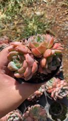 16株の抜き苗セット】ピンクウィッチ 多肉植物 佐川急便発送