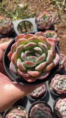 -*-様 B1528-2×20苗ピンクウィッチ抜き苗 多肉植物 エケベリア サボ エケベリア ピンクエッジ（抜き苗） | 多肉植物のネットショップ