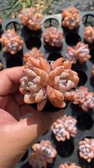 16株の抜き苗セット】ピンクウィッチ 多肉植物 佐川急便発送