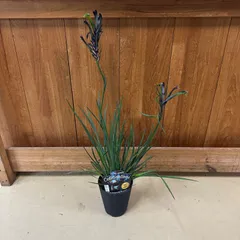 【りょーーーーー様専用】④ カンガルーポー マスカレード