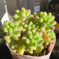 大セール‼️古都の葉さん苗❣️小桃いろは❣️札付き❗️多肉