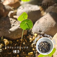 ロンギツベルクローサ 新鮮種子 選別済 4粒 2026年5月 採取 - メルカリ