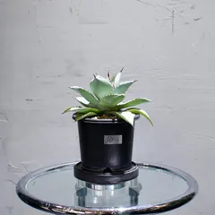 アガベ　ビッグトゥース　メルカリ便 アガベ BB ブラック&ブルー 大株 - メルカリ