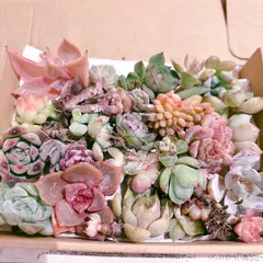 訳あり多肉植物セット