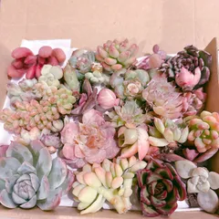 訳あり多肉植物セット