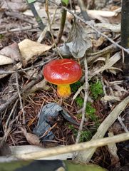 秋田県産 天然カットミズ 5kg 皮剥き済 訳あり - メルカリ