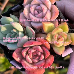 多肉植物 セット 小苗 実生苗 葉挿し苗 エケベリア他