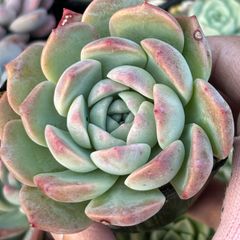 多肉植物エケベリア ピュアラブ 抜き苗 - メルカリ