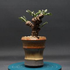 センナ メリディオナリス〈現品限り〉【塊根・コーデックス
