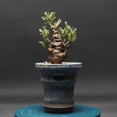 2026年最新】センナメリディオナリス 実生の人気アイテム - メルカリ