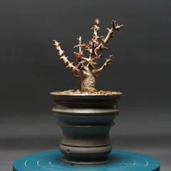 2025年最新】ボスウェリア ナナの人気アイテム - メルカリ