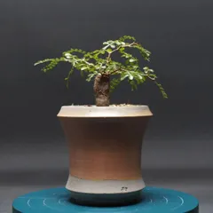 2025年最新】パキプス 鉢の人気アイテム - メルカリ