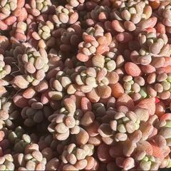 大セール‼️古都の葉さん苗❣️小桃いろは❣️札付き❗️多肉