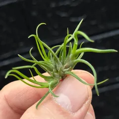 ブロメリア・エアープランツ semh_2025 2025年最新】ブロメリア・エアープランツの人気アイテム - メルカリ