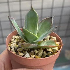 2025年最新】トレードウィンズの人気アイテム - メルカリ