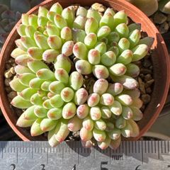 大セール‼️古都の葉さん苗❣️小桃いろは❣️札付き❗️多肉