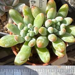 古都の葉さん 小桃いろは 札付き メルカリ便 古都の葉さん 小桃いろは