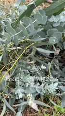 tomoたろー様専用でございます…*＊