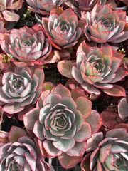 6株×ケネディ 多肉植物 エケベリア セダム アエオニウム グラプトペタルム 韓国苗 寄せ植え ZAN41