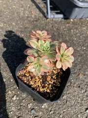 2025年最新】甜茶錦の人気アイテム - メルカリ